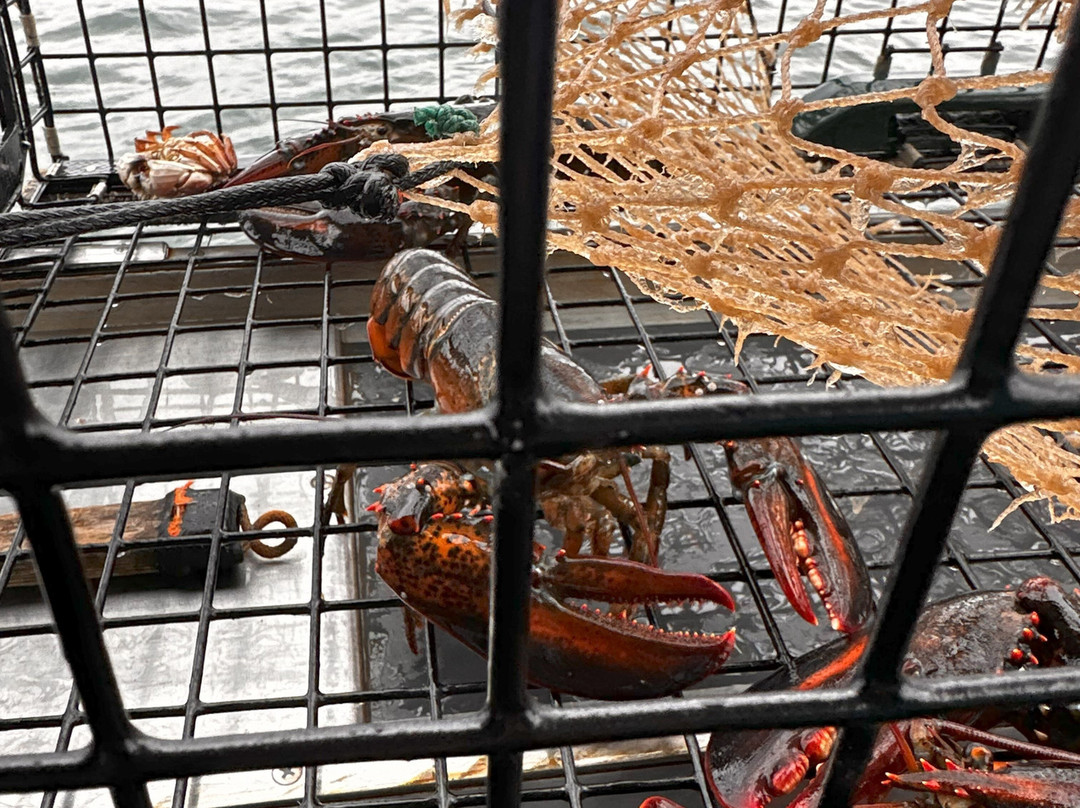 Catch Your Dinner Lobster Tours景点图片