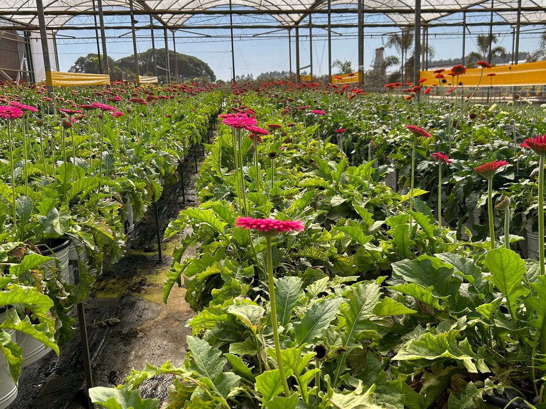 Theos Passeio Turistico-Holambra必去景点