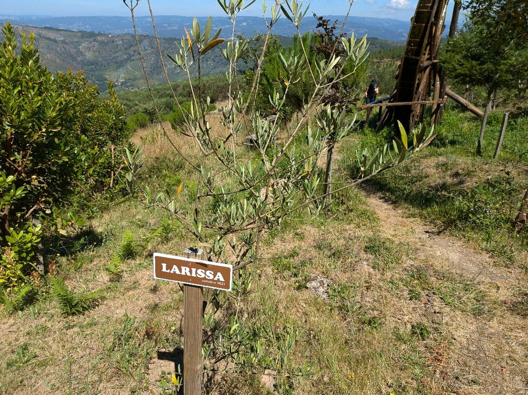 Bosque dos Avós景点图片