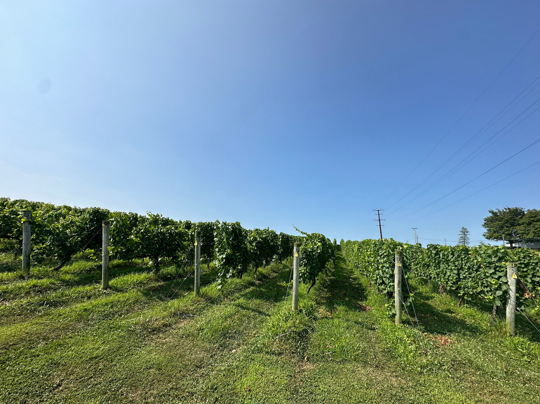 Fero Vineyards and Winery景点图片