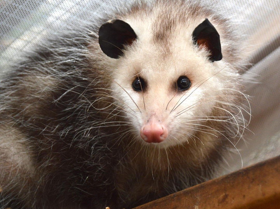 Center For Wildlife景点图片