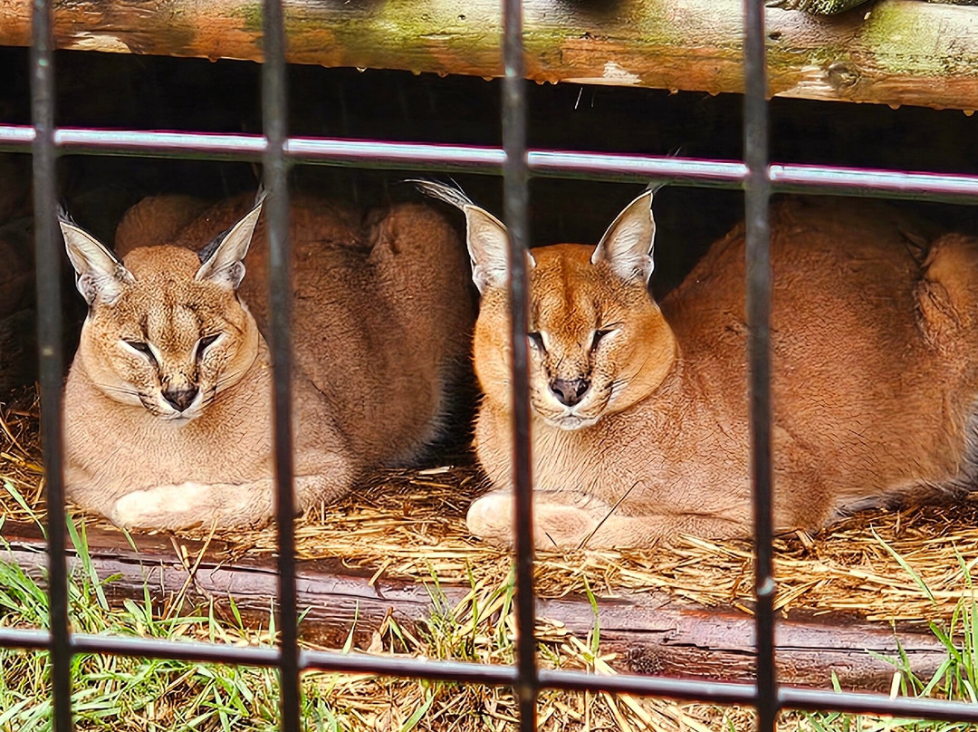 Safari North-Brainerd必去景点