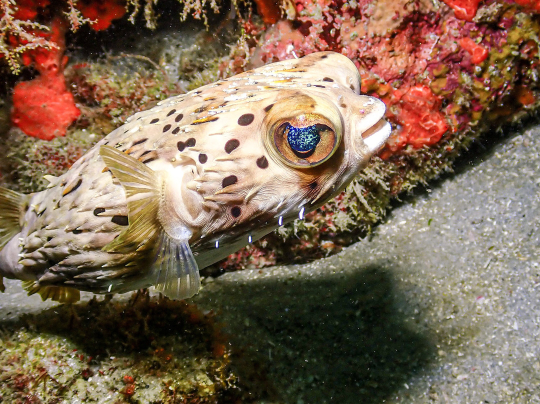 Starfish Scuba-博因顿海滩必去景点