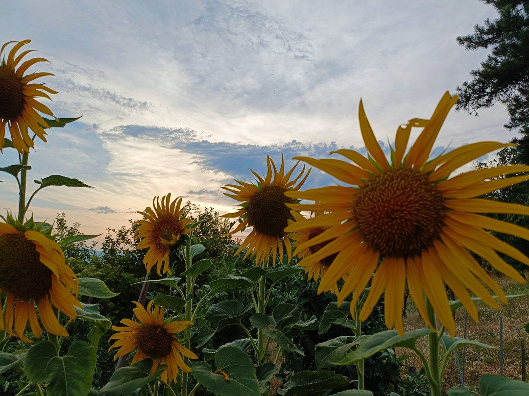 Agriturismo Flora主图