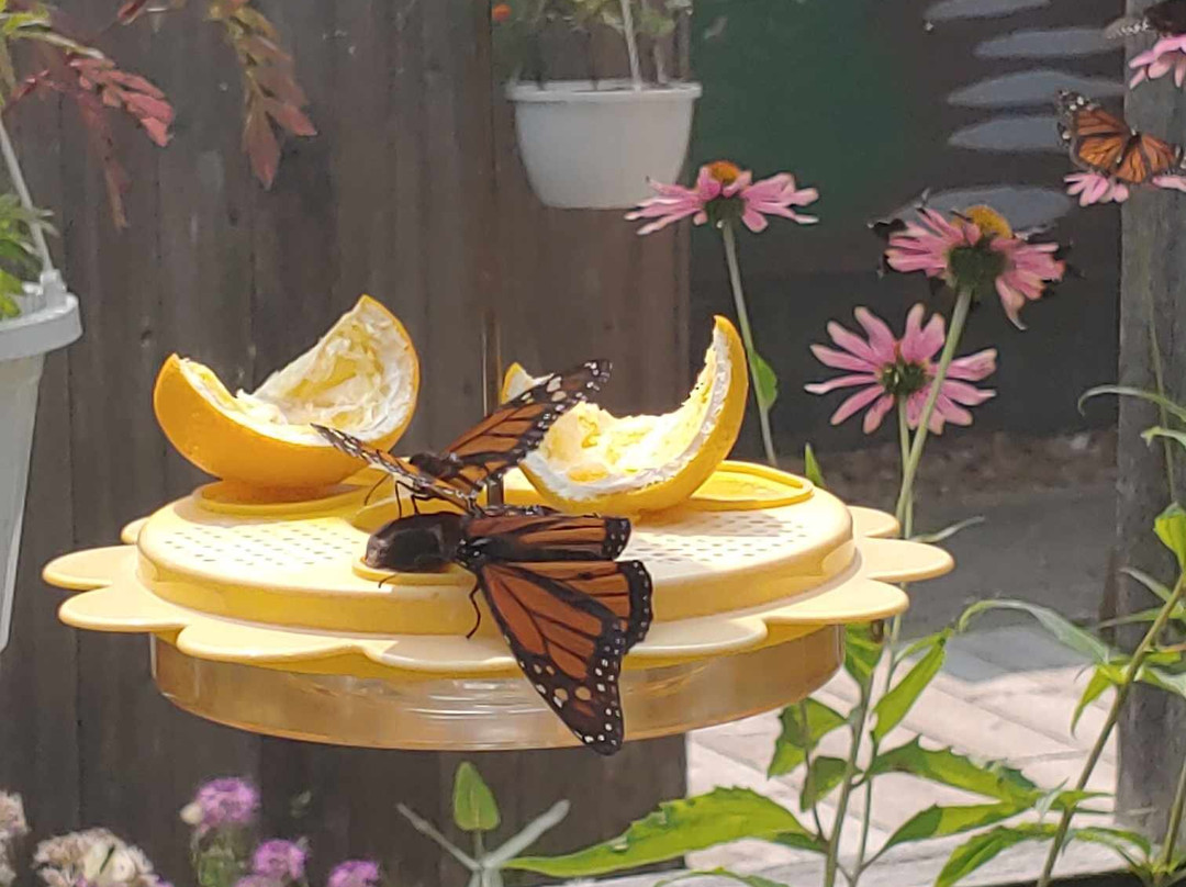 Butterflies of Cape Cod景点图片