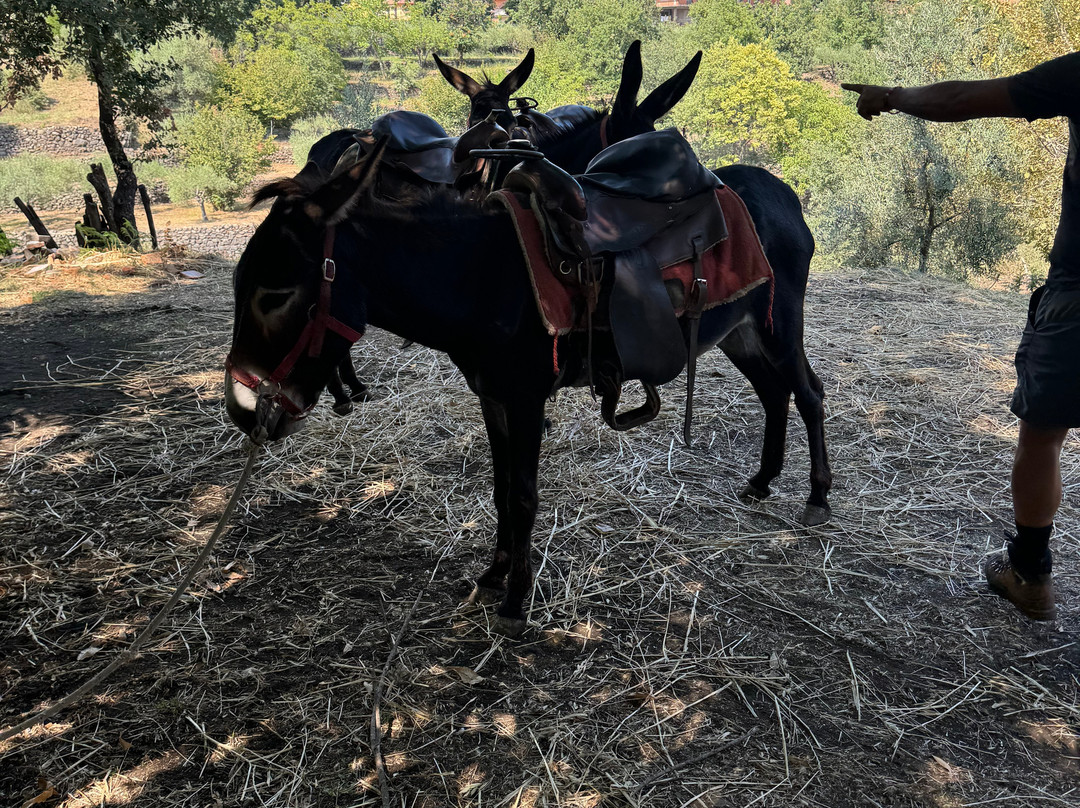 Etna Horse Paradise-Belpasso必去景点
