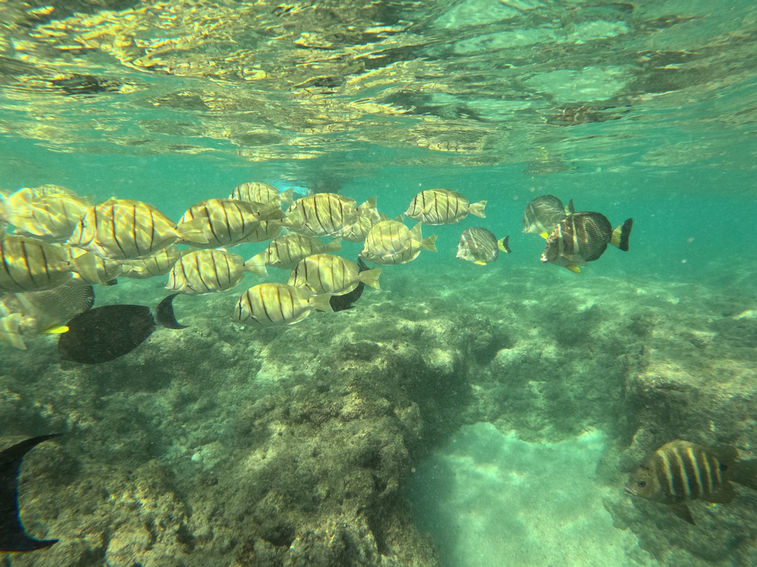 Pure Aloha Adventures-火奴鲁鲁必去景点