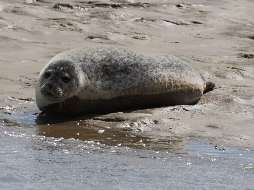 Discovery Seal Trips-Rochford必去景点