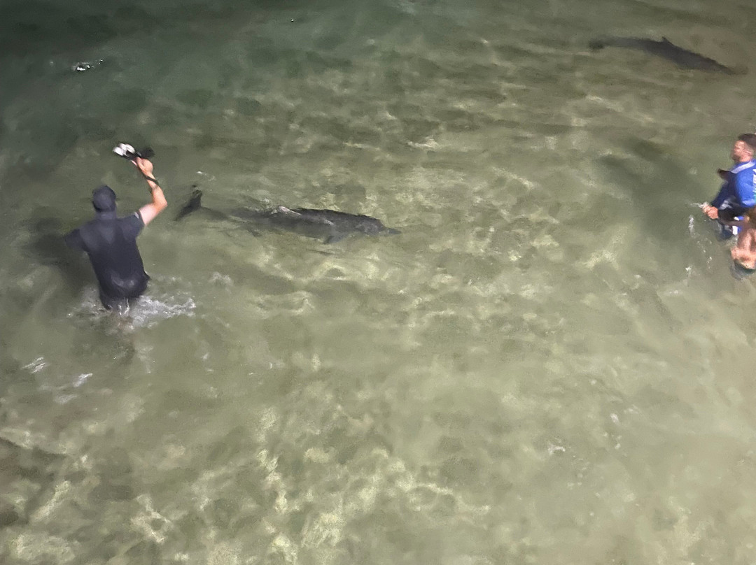 Tangalooma Wild Dolphin Feeding Program-天阁露玛必去景点