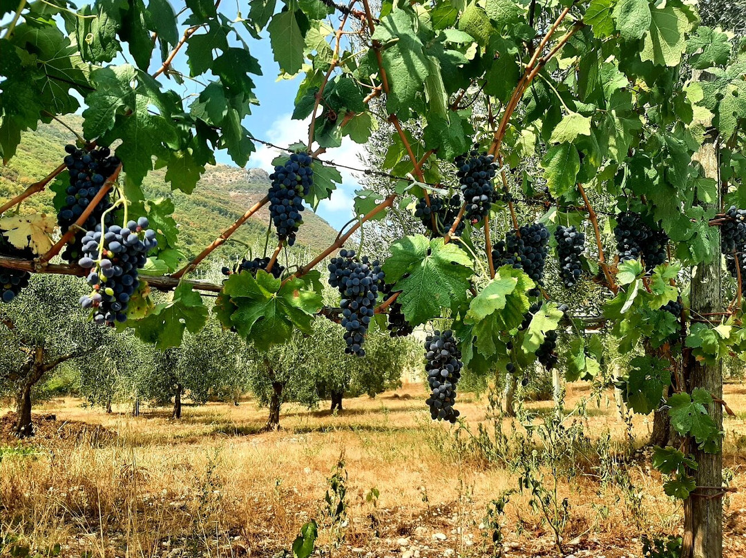 Rovine del Monastero Sant'Onofrio-Petina必去景点