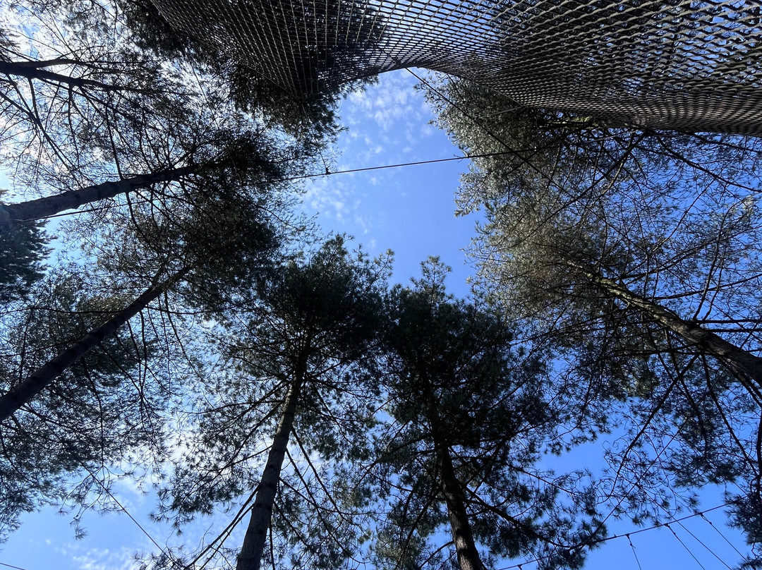Go Ape Moors Valley景点图片