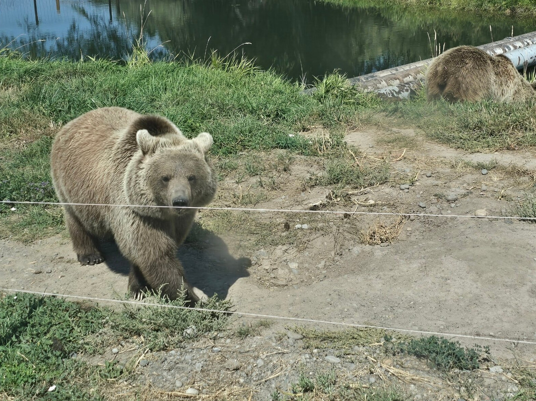 Yellowstone Safari Park景点图片