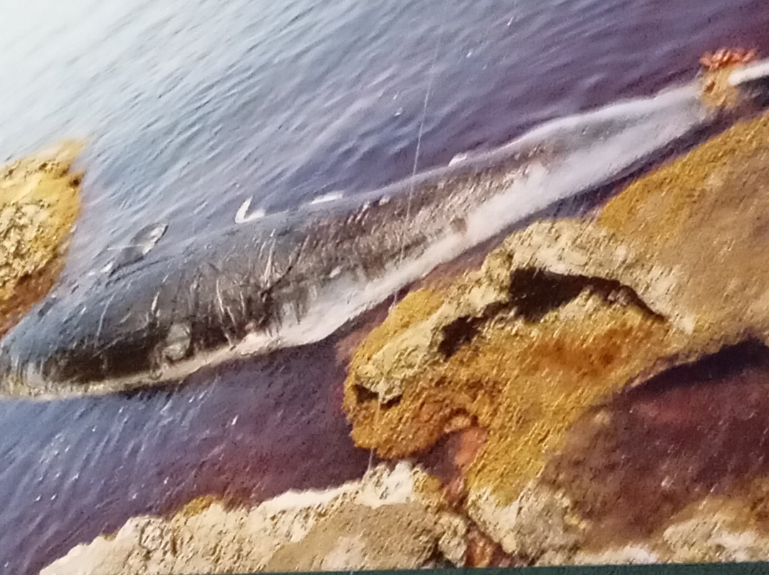 Muma Museo Del Mare Milazzo景点图片