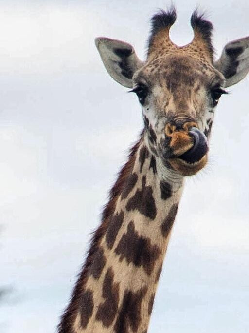 Saadani Tour Operator