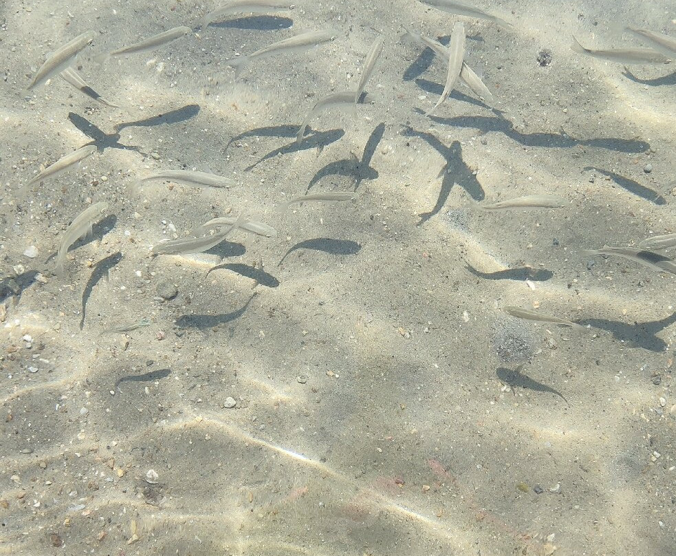 Bitez Beach景点图片