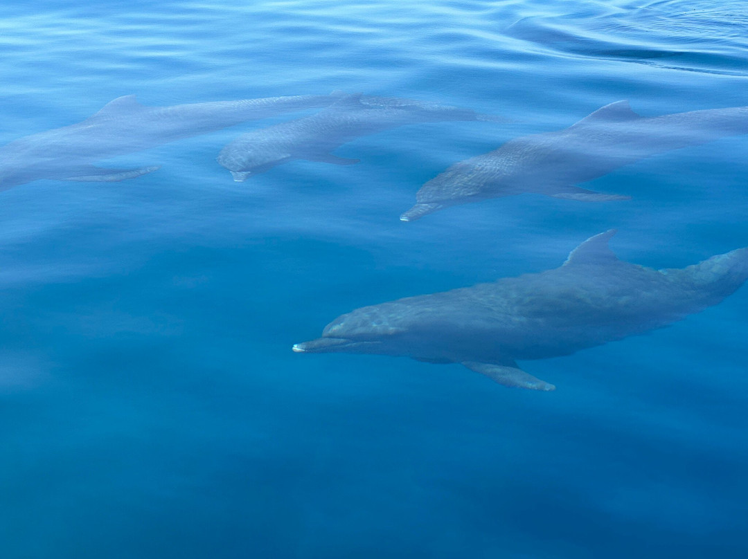 Naut'ile - Day Tours-Pamandzi必去景点