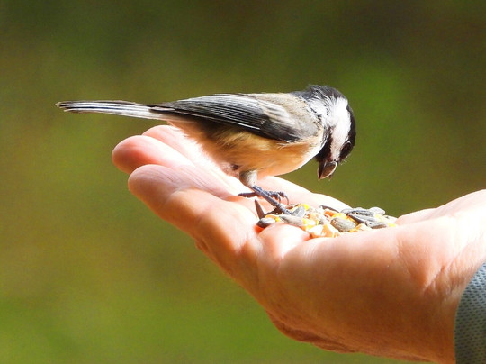 Kensington Metropark-Milford必去景点