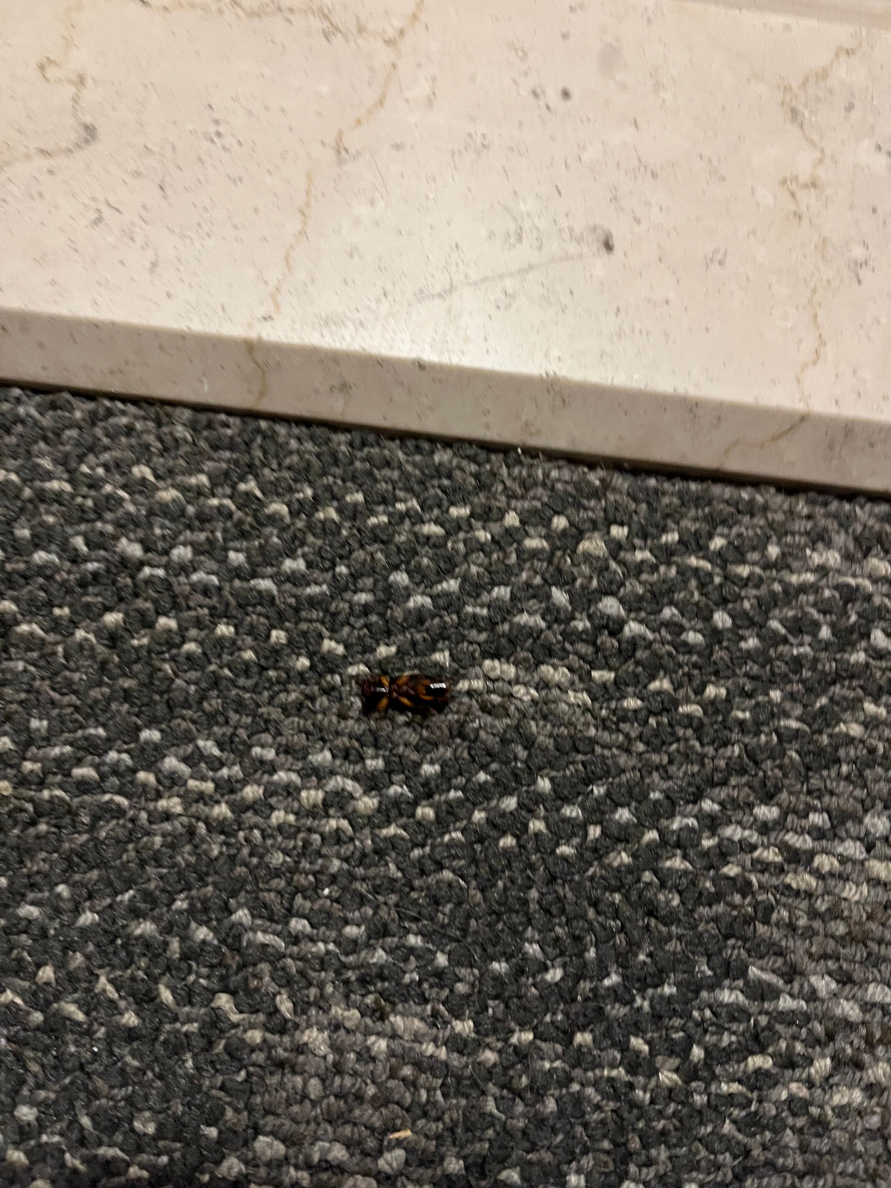 Courtyard by Marriott Springfield-客卧