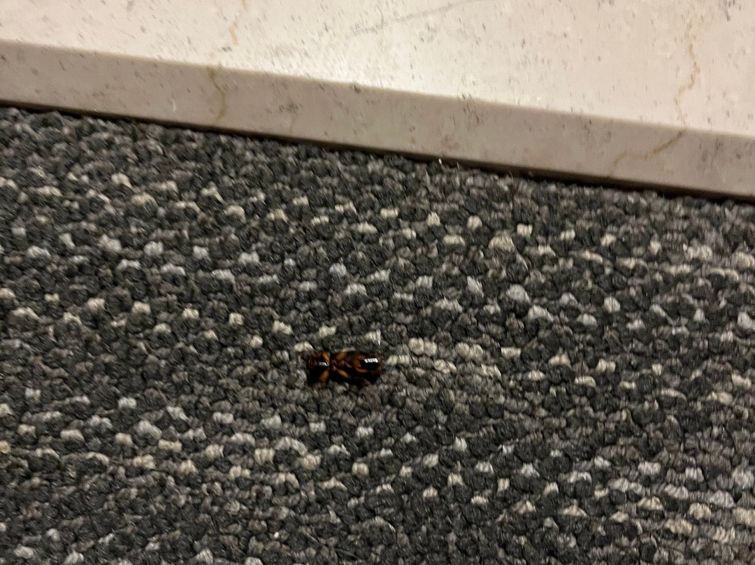 Courtyard by Marriott Springfield主图