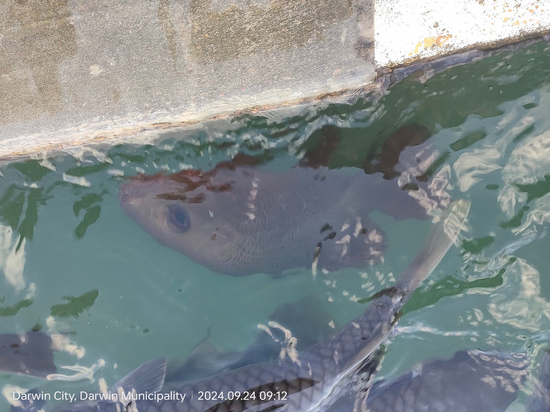 Aquascene Fish Feeding-达尔文市必去景点