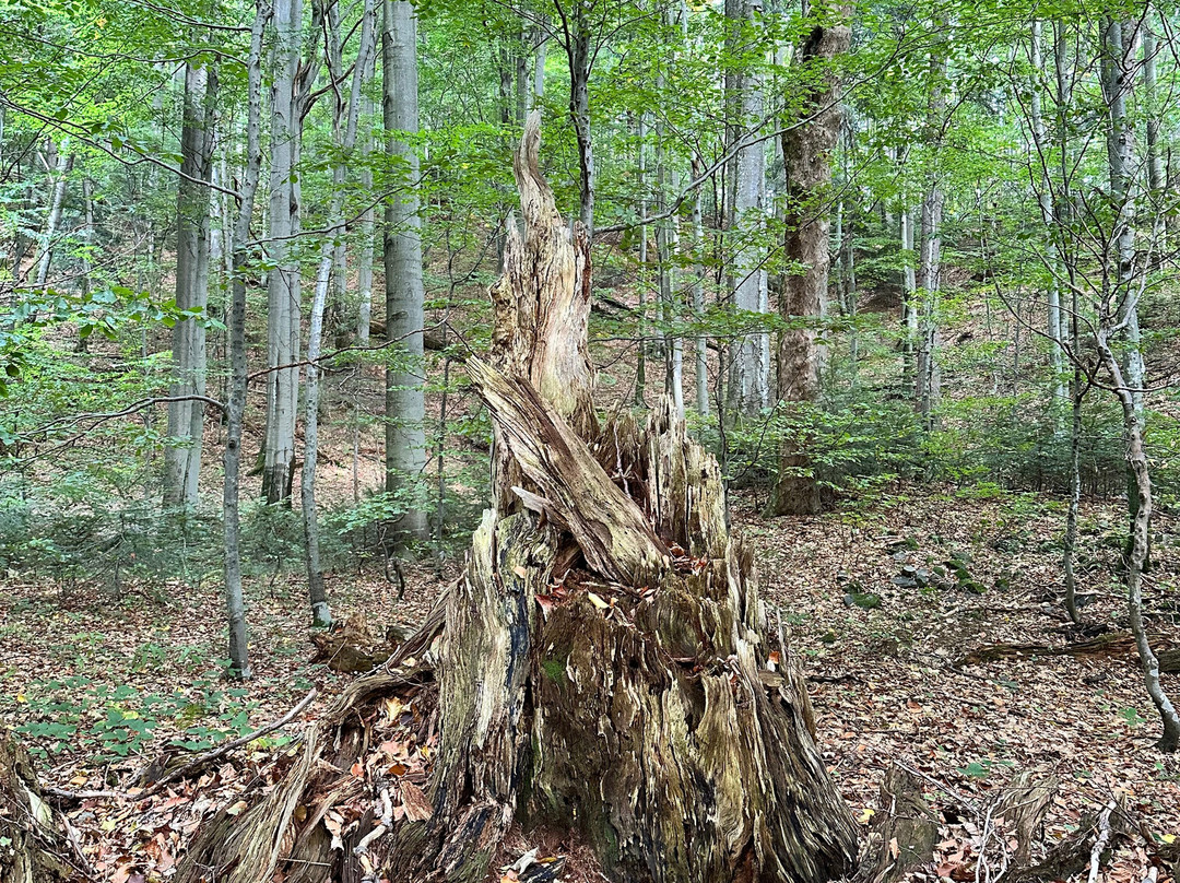 Experience Wilderness景点图片