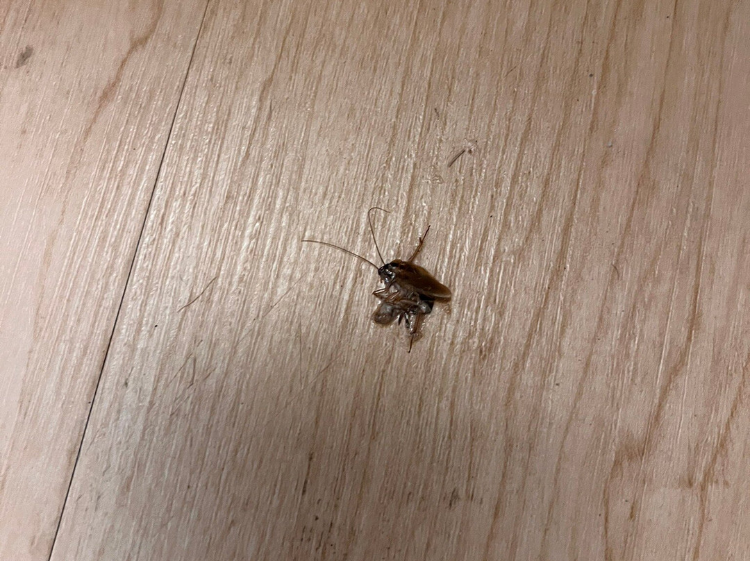 Red Roof Inn Tampa Brandon主图