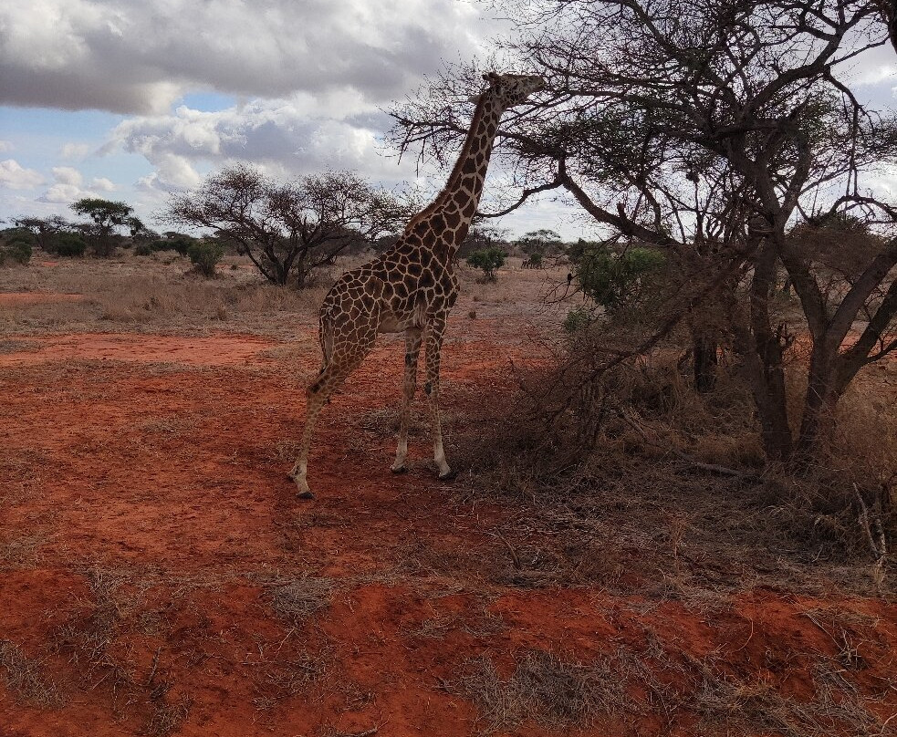 Sipi Safaris景点图片