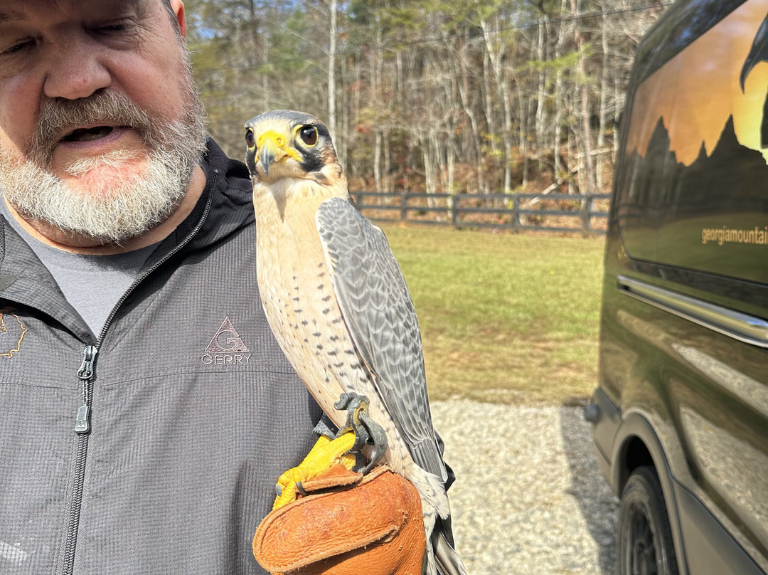 Georgia Mountain Falconry-达洛尼加必去景点