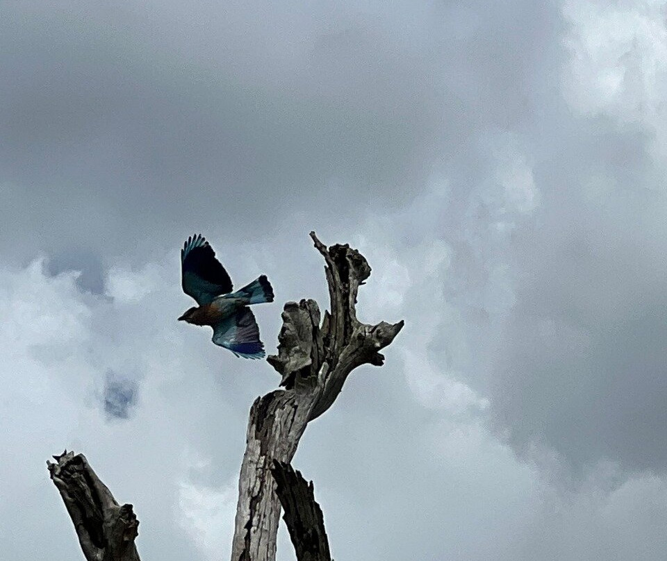 Lunugamvehera Safari Tours-Thanamalwila必去景点