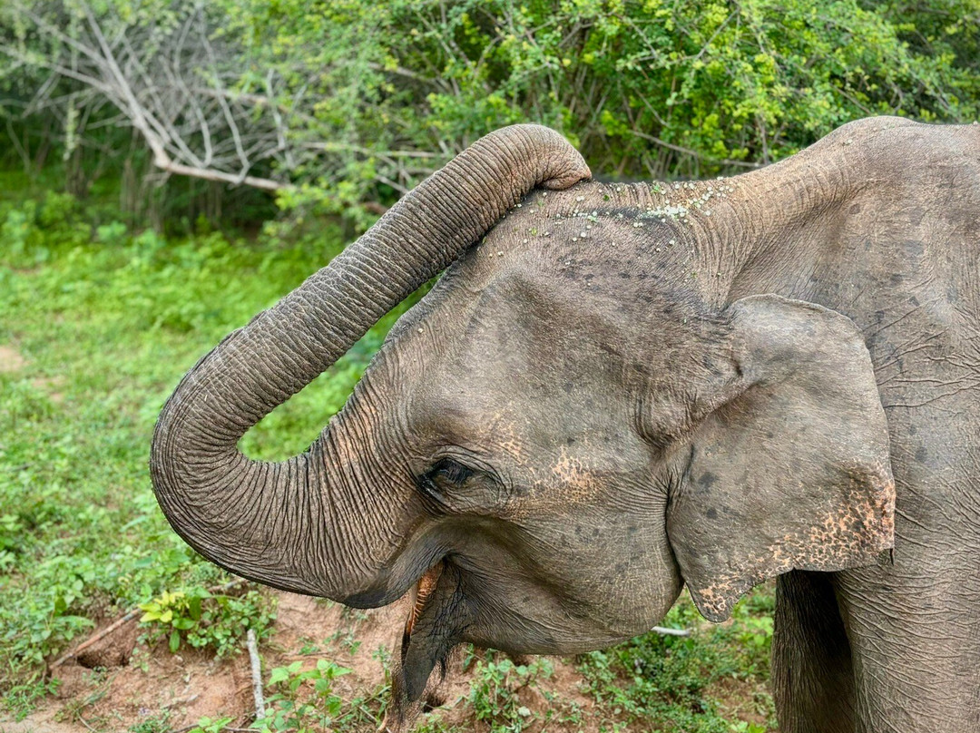 Udawalawe safari vishal-乌达瓦拉瓦必去景点