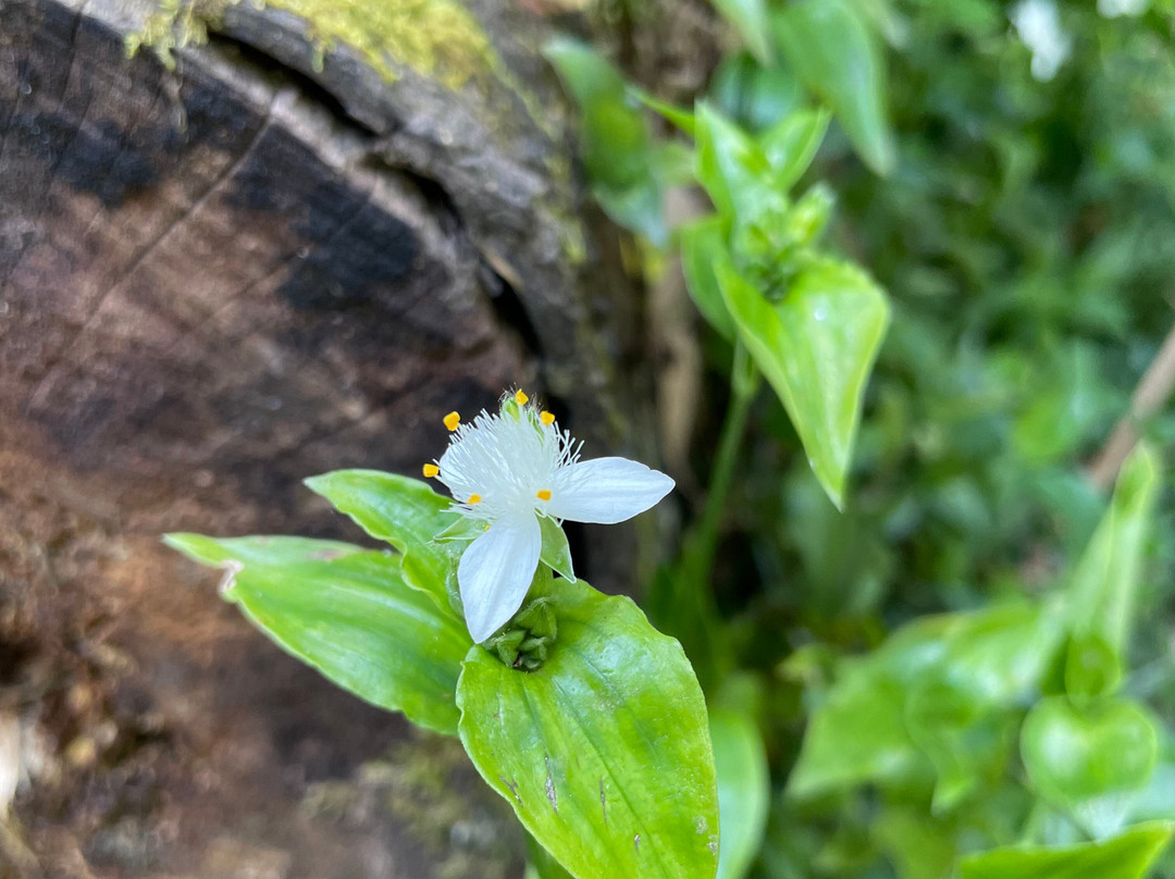 Baynes Park-蒙布克必去景点