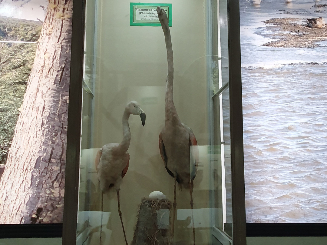 Museo Salesiano / Magiorinno Borgatello-蓬塔阿雷纳斯必去景点