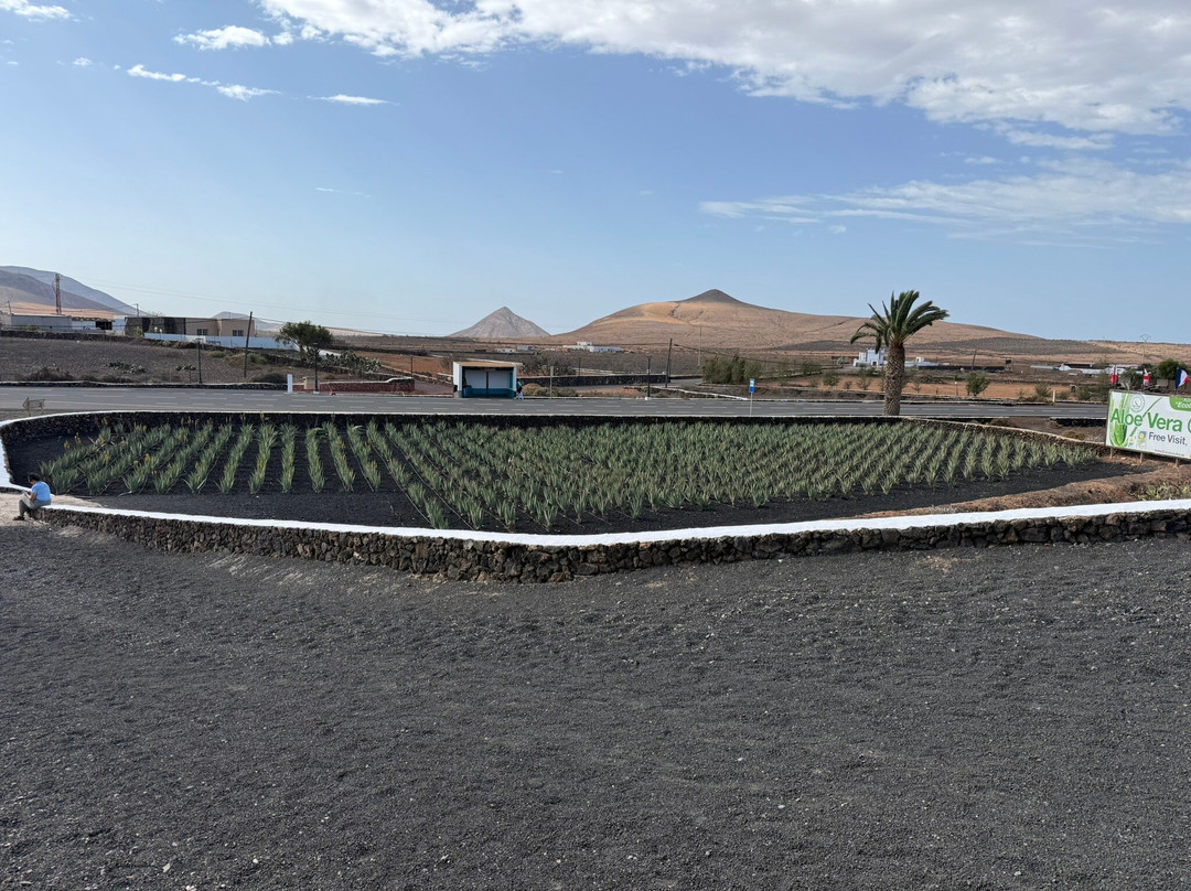 Finca Canarias Aloe Vera景点图片