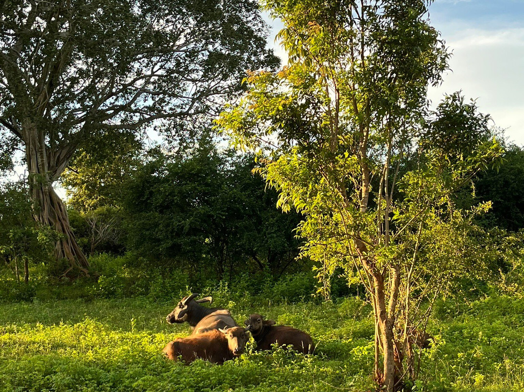 Yala Tiger Safari Sri Lanka-蒂瑟默哈拉默必去景点