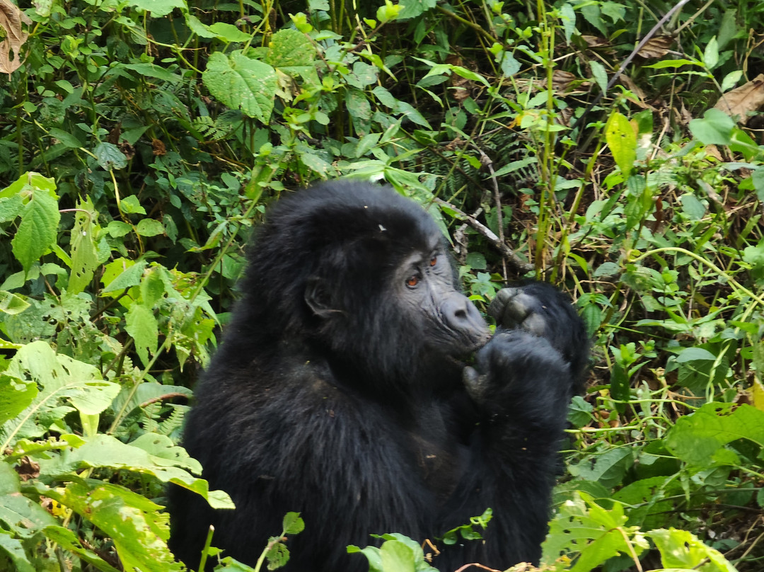 Mountain Gorilla Coffee Tours-Kisoro必去景点