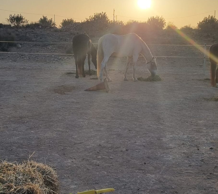 Rancho Cavalli-Alhama de Murcia必去景点