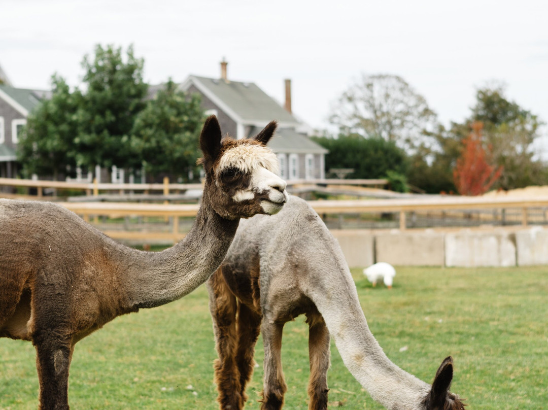 1661 Farm & Garden-新肖勒姆必去景点
