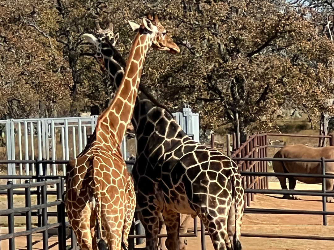 Longneck Manor-弗雷德里克斯堡必去景点