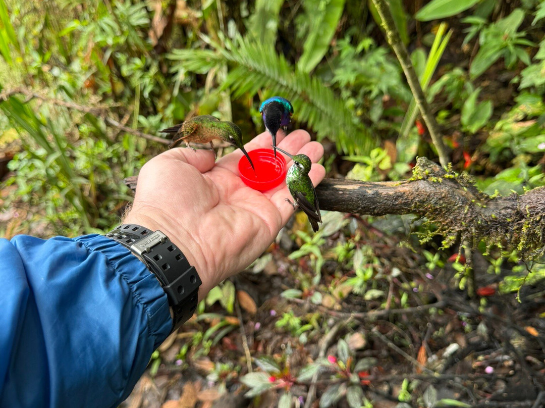 Mindo Suites Toucan Platinum主图