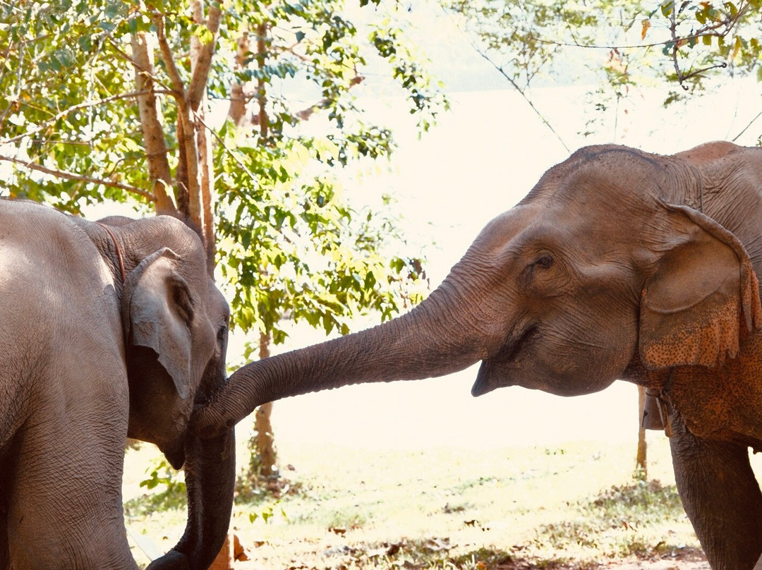 Elephant Conservation Center景点图片