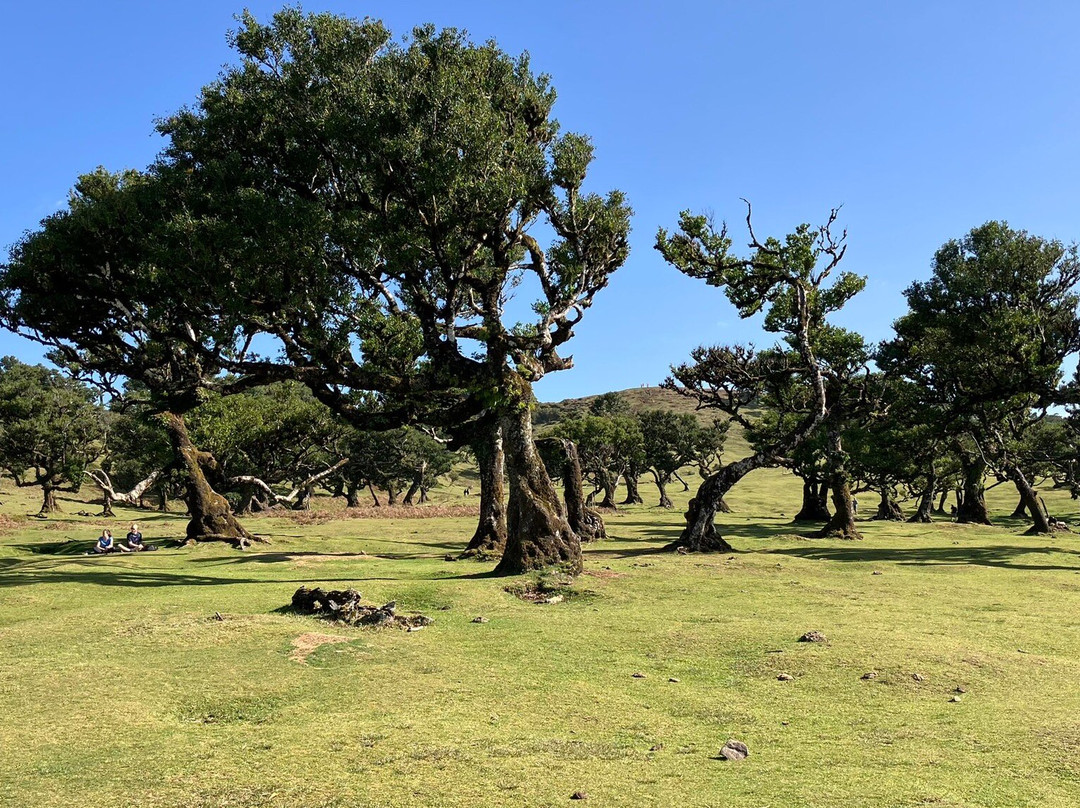 Posto Florestal Fanal-莫尼什港必去景点