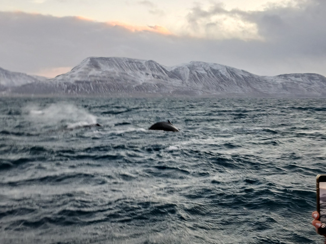 Arctic Sea Tours Whale Watching-Dalvik必去景点