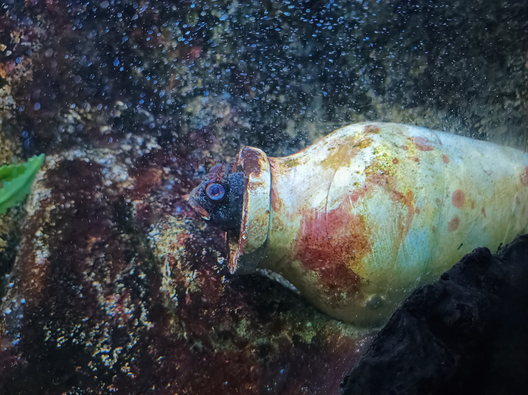 Sealife Adventure景点图片