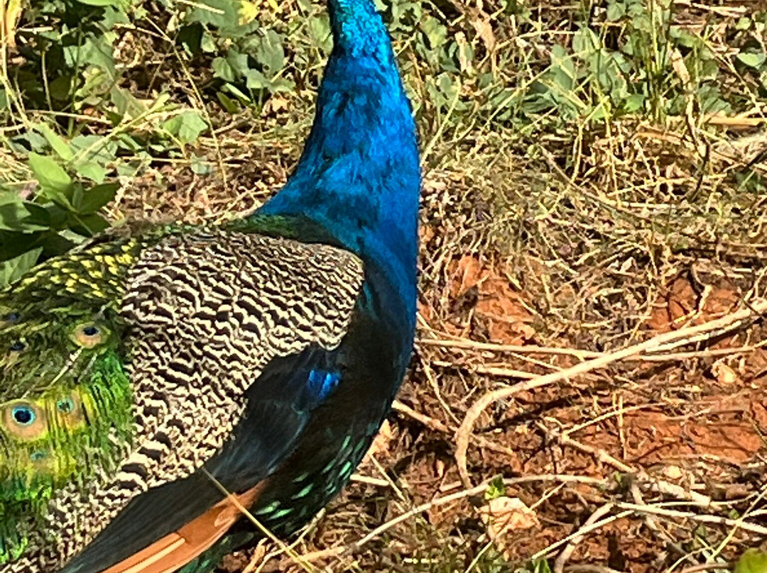 Jardin Zoologique de Rabat-拉巴特必去景点