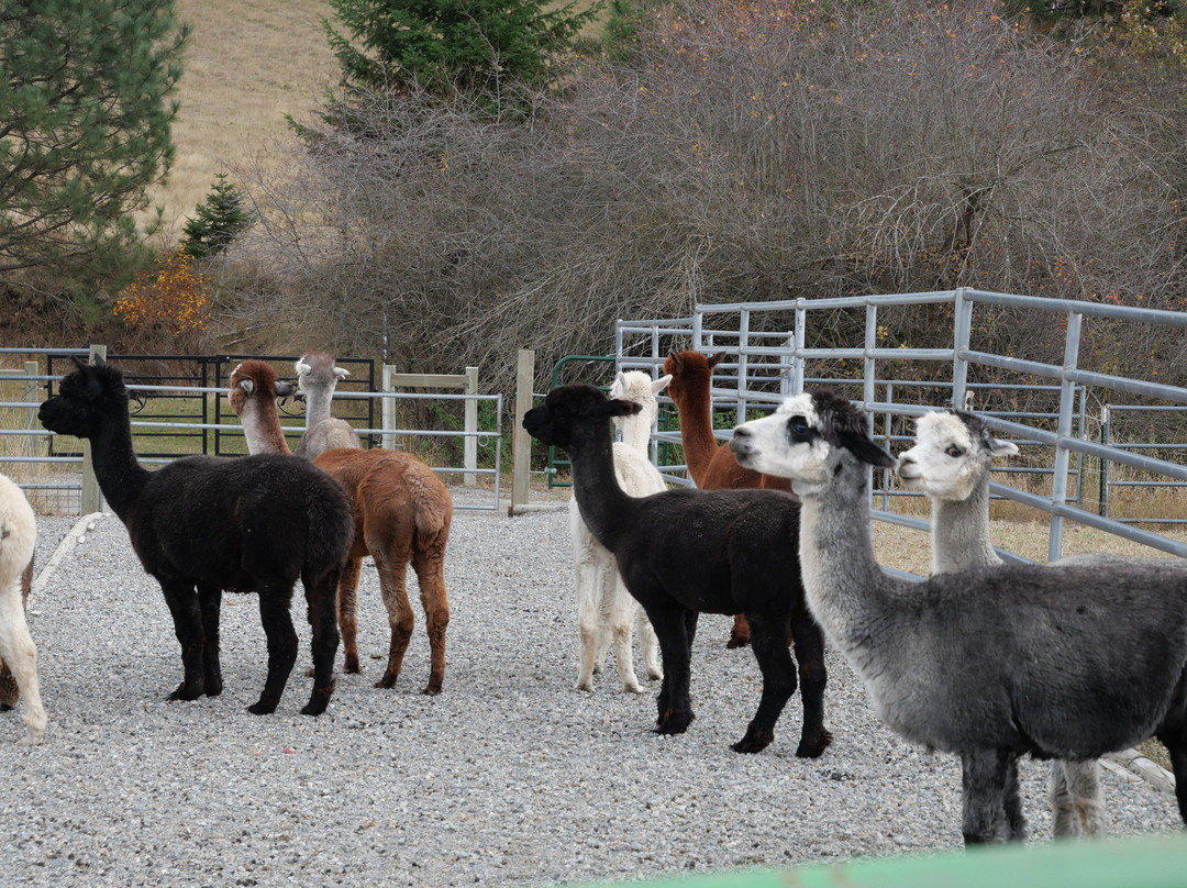 Seven Stars Alpaca Ranch Llc景点图片