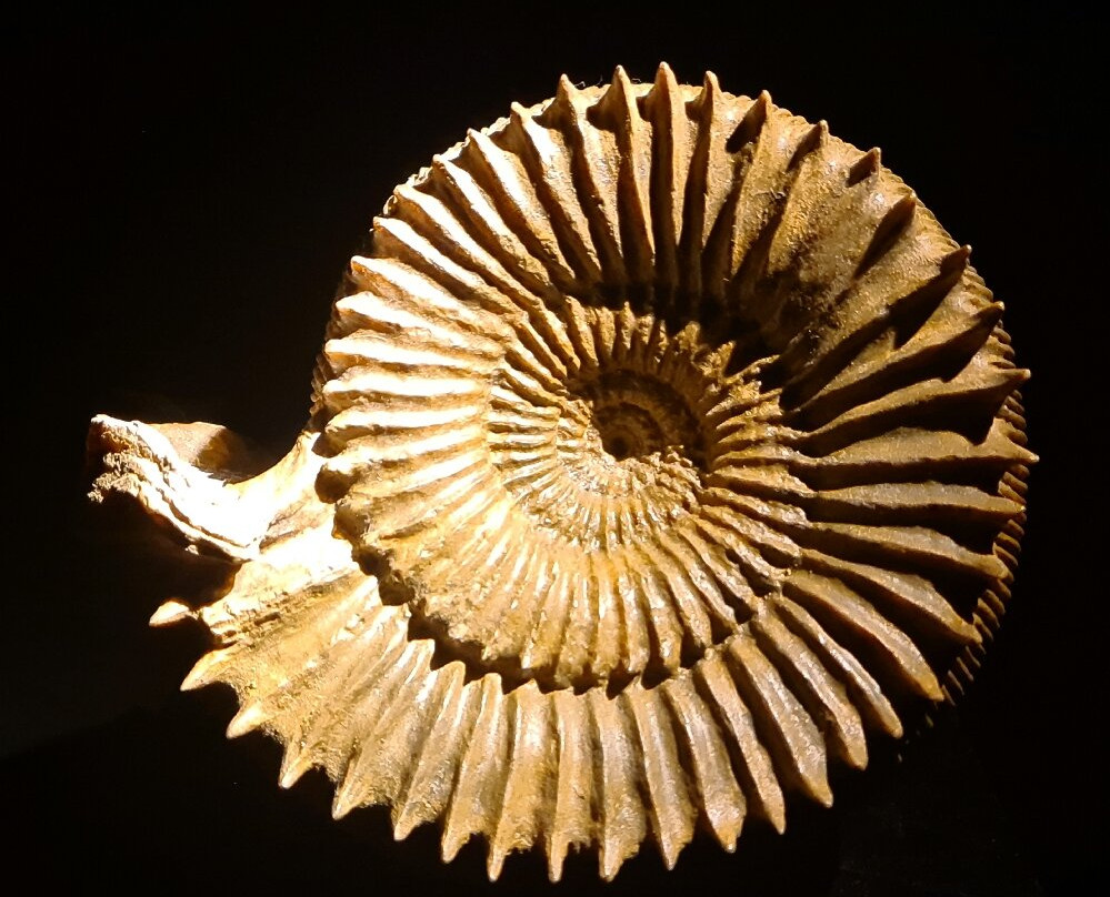Dinosaurier Museum Altmühltal景点图片