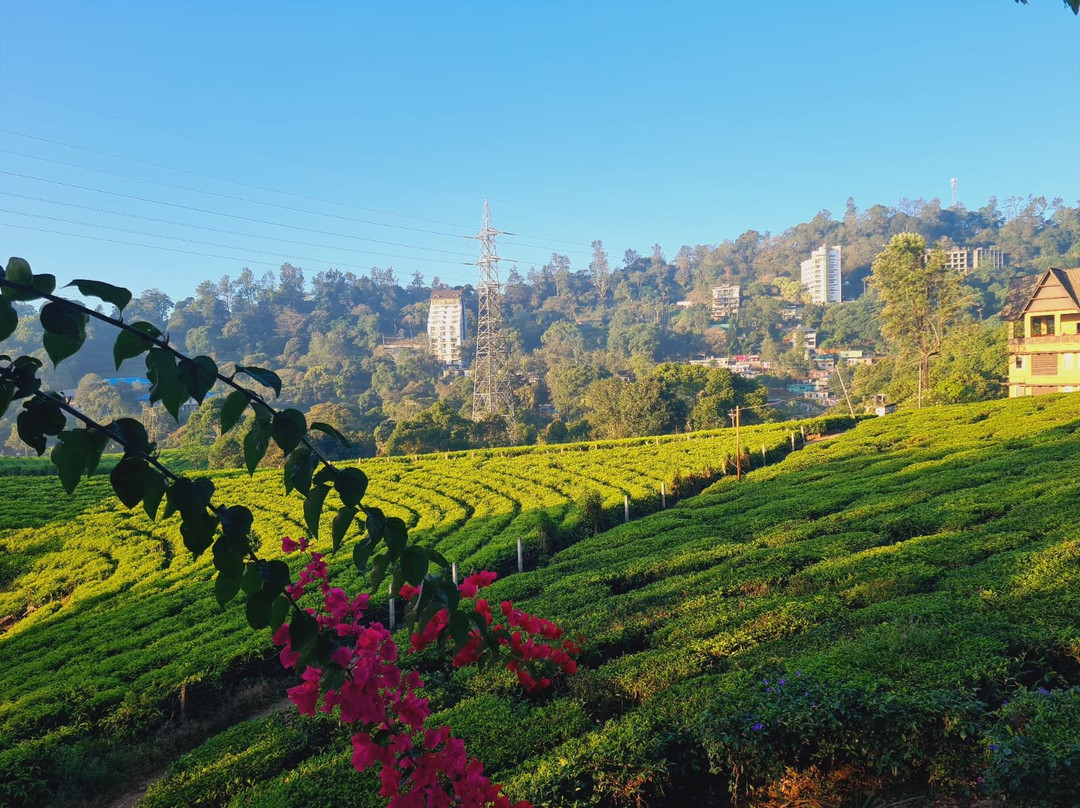 Tea Harvester主图