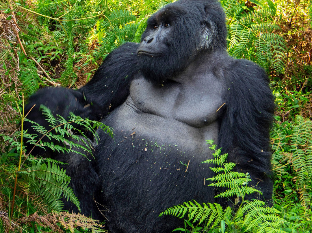 Chimp Trails Africa