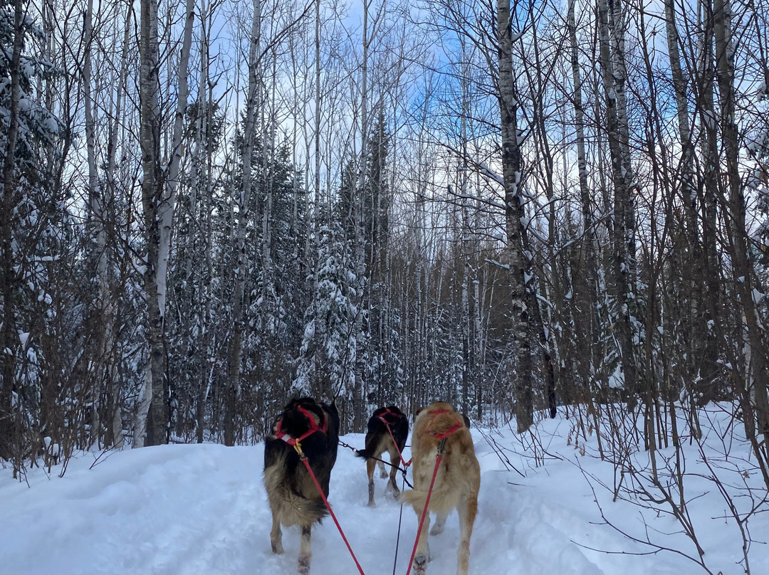 Chilly Dogs Sled Dog Trips-伊利必去景点