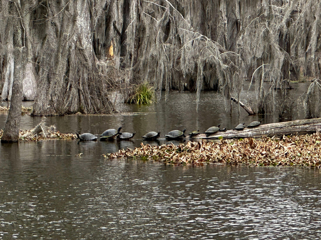 Louisiana Swamp Tours景点图片